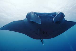 photo,material,free,landscape,picture,stock photo,Creative Commons,A manta and an encounter, manta, Coral, In the sea, underwater photograph