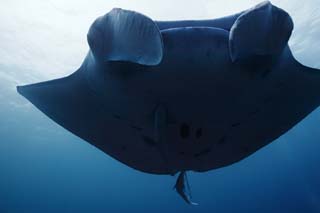 , , , , ,  .,   manta., manta, ,  , underwater 