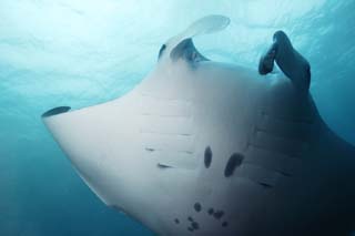 fotografia, materiale, libero il panorama, dipinga, fotografia di scorta,Girando di una manta, manta, Corallo, Nel mare, fotografia subacquea