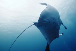 Foto, materieel, vrij, landschap, schilderstuk, bevoorraden foto,Prachtig draaiend, Manta, Koraal, In de zee, Onderwatere foto