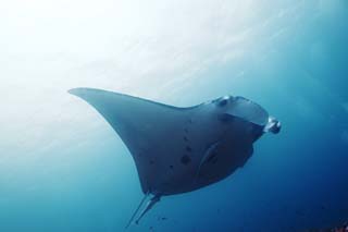 photo,material,free,landscape,picture,stock photo,Creative Commons,A magnificent flight, manta, Coral, In the sea, underwater photograph