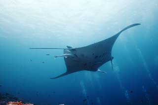 photo,material,free,landscape,picture,stock photo,Creative Commons,A magnificent flight, manta, Coral, In the sea, underwater photograph