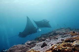 foto,tela,gratis,paisaje,fotografa,idea,Es un lugar de reunin en un arrecife de coral, Manta, Coral, En el mar, Fotografa submarina