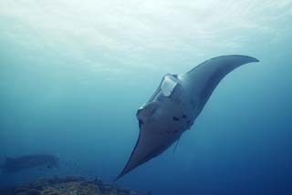 photo,material,free,landscape,picture,stock photo,Creative Commons,A manta, manta, Coral, In the sea, underwater photograph