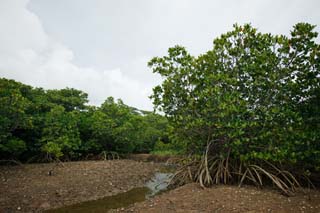 photo,material,free,landscape,picture,stock photo,Creative Commons,A forest of a mangrove, mangrove, river, fiddler crab, tideland