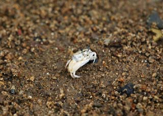 photo,material,free,landscape,picture,stock photo,Creative Commons,A fiddler crab, crab, crab, crab, fiddler crab