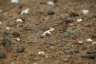 photo,material,free,landscape,picture,stock photo,Creative Commons,A fiddler crab, crab, crab, crab, fiddler crab