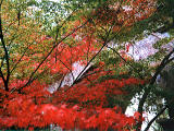 fotografia, materiale, libero il panorama, dipinga, fotografia di scorta,Condotto di mattone, foglie di autunno, , , 