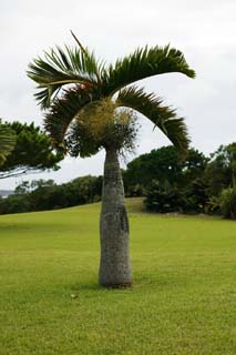 photo,material,free,landscape,picture,stock photo,Creative Commons,Hyophorbe lagenicaulis, coconut tree, Lasi, palm, 