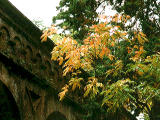 fotografia, materiale, libero il panorama, dipinga, fotografia di scorta,Condotto di mattone e foglie di giallo, foglie di autunno, , , 