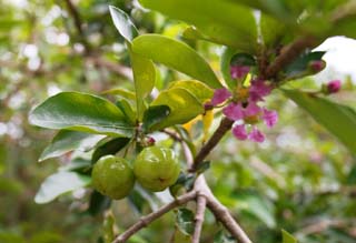 photo,material,free,landscape,picture,stock photo,Creative Commons,A young fruit of acerola, Acerola, Pink, flower, Fruit