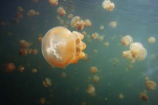 Foto, materieel, vrij, landschap, schilderstuk, bevoorraden foto,Het drijven van een jellyfish, Kwal, , , 