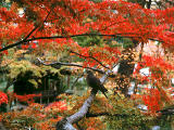 fotografia, materiale, libero il panorama, dipinga, fotografia di scorta,Turtledove su un ramo di acero, foglie di autunno, , , 