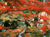 photo,material,free,landscape,picture,stock photo,Creative Commons,Turtledove on a maple branch, autumn leaves, , , 