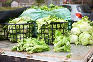 photo,material,free,landscape,picture,stock photo,Creative Commons,Beipu selling vegetables, , , , 