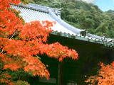 photo,material,free,landscape,picture,stock photo,Creative Commons,Maple and Eikando (Zenrinji Temple), autumn leaves, , , 