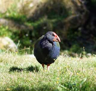 photo,material,free,landscape,picture,stock photo,Creative Commons,New Zealand bird, , , , 