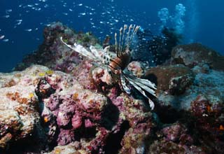 photo,material,free,landscape,picture,stock photo,Creative Commons,A glaceful dance, Hanturkey fish, Lionfish, turkey fish, Tropical fish