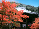 fotografia, materiale, libero il panorama, dipinga, fotografia di scorta,Acero ed Eikando (tempio di Zenrinji), foglie di autunno, , , 