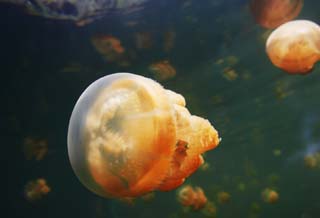 photo,material,free,landscape,picture,stock photo,Creative Commons,The jellyfish world, jellyfish, jellyfish, jellyfish, jellyfish