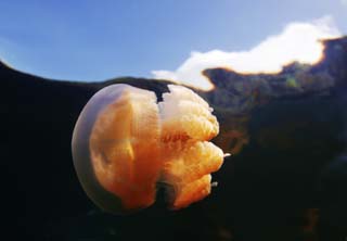 photo,material,free,landscape,picture,stock photo,Creative Commons,A kite jellyfish, jellyfish, , , 