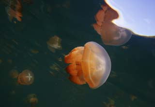 photo,material,free,landscape,picture,stock photo,Creative Commons,The jellyfish which aims at the sky, jellyfish, , , 