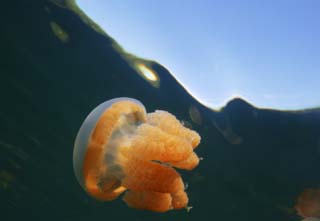 photo,material,free,landscape,picture,stock photo,Creative Commons,It is empty with a jellyfish, jellyfish, jellyfish, jellyfish, jellyfish