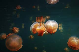 Foto, materieel, vrij, landschap, schilderstuk, bevoorraden foto,Een jellyfish overtocht, Kwal, , , 