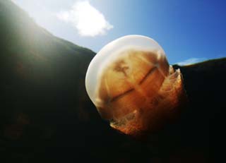 photo,material,free,landscape,picture,stock photo,Creative Commons,The jellyfish which accelerates, jellyfish, , , 