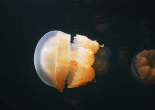 photo,material,free,landscape,picture,stock photo,Creative Commons,A kite jellyfish, jellyfish, jellyfish, jellyfish, jellyfish