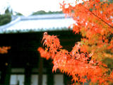 photo, la matire, libre, amnage, dcrivez, photo de la rserve,rable et Eikando (temple Zenrinji), feuilles de l'automne, , , 