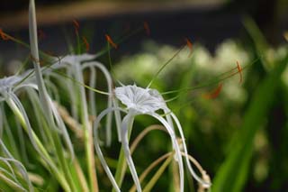 foto,tela,gratis,paisaje,fotografa,idea,Una flor blanca, Blanco, Flor, , Ptalo