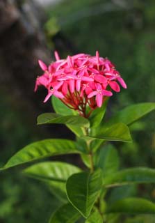 foto,tela,gratis,paisaje,fotografa,idea,Un floret rojo, Soy el rojo hondo, Flor, , Ptalo