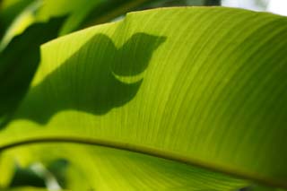 Foto, materiell, befreit, Landschaft, Bild, hat Foto auf Lager,Bildschirm eines tropischen groen Blattes, Banane, Blatt, Silhouette, Die tropische Zone