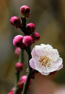 Foto, materieel, vrij, landschap, schilderstuk, bevoorraden foto,Een bloem van een Japanse abrikoos met rode bloesems, Japanse abrikoos met rode bloesems, Pruim, , Kroonblad