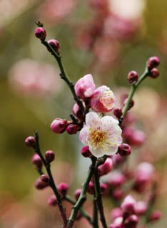 Foto, materieel, vrij, landschap, schilderstuk, bevoorraden foto,Een bloem van een Japanse abrikoos met rode bloesems, Japanse abrikoos met rode bloesems, Pruim, , Kroonblad