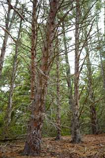 photo,material,free,landscape,picture,stock photo,Creative Commons,Withered branch of trees, , , , 