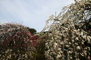 photo, la matire, libre, amnage, dcrivez, photo de la rserve,Une prune dans gloire pleine, jardin de la prune, prune, , ptale