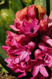 photo,material,free,landscape,picture,stock photo,Creative Commons,A hyacinth, I am deep red, hyacinth, , petal