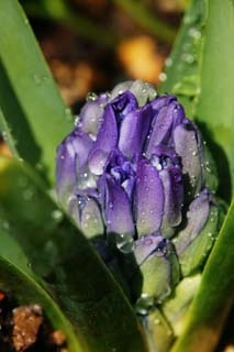 Foto, materiell, befreit, Landschaft, Bild, hat Foto auf Lager,Ein Klumpen von Frhling, Blau, Hyazinthe, , Knospe