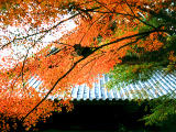 Foto, materiell, befreit, Landschaft, Bild, hat Foto auf Lager,Ahorn und Eikando (Zenrinji-Tempel)), Herbst geht, , , 