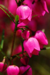 photo,material,free,landscape,picture,stock photo,Creative Commons,A pink floret, I am deep red, Pink, bud, petal