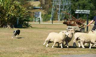 photo,material,free,landscape,picture,stock photo,Creative Commons,Sheep dogs in Sheep, , , , 