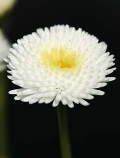 photo,material,free,landscape,picture,stock photo,Creative Commons,Up of Daisy, White, Daisy, flower, petal