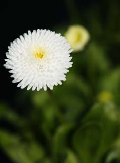 foto,tela,gratis,paisaje,fotografa,idea,White Daisy, Blanco, Daisy, Flor, Ptalo