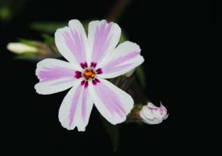 foto,tela,gratis,paisaje,fotografa,idea,Un colorete blanco moler rosa, Blanco, Soy el rojo hondo, Flor, Moler rosa