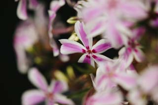 photo,material,free,landscape,picture,stock photo,Creative Commons,A white rouge ground pink, White, I am deep red, flower, ground pink