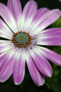 fotografia, materiale, libero il panorama, dipinga, fotografia di scorta,Imporpori fiore e polline, Bianco, Io sono imporpori, Polline, petalo