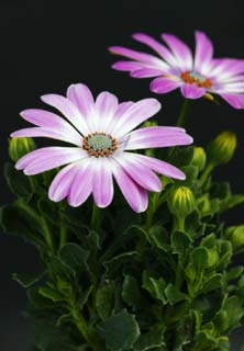 foto,tela,gratis,paisaje,fotografa,idea,Una flor morada, Blanco, Soy morado, Polen, Ptalo