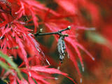 Foto, materieel, vrij, landschap, schilderstuk, bevoorraden foto,Bagworm knopen op een ahorn takje op, Bagworm, Herfst laat, , 